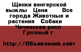 Щенки венгерской выжлы › Цена ­ 1 - Все города Животные и растения » Собаки   . Чеченская респ.,Грозный г.